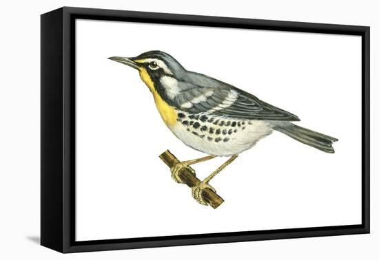 Yellow-Throated Warbler (Dendroica Dominica), Birds-Encyclopaedia Britannica-Framed Stretched Canvas