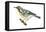 Yellow-Throated Warbler (Dendroica Dominica), Birds-Encyclopaedia Britannica-Framed Stretched Canvas