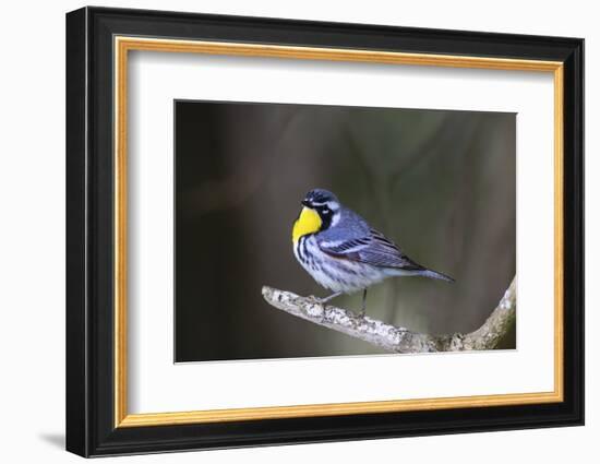 Yellow-throated warbler (Dendroica dominica) perched.-Larry Ditto-Framed Photographic Print