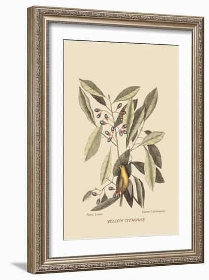 Yellow Titmouse-Mark Catesby-Framed Art Print