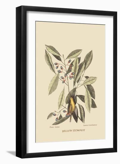 Yellow Titmouse-Mark Catesby-Framed Art Print