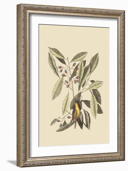 Yellow Titmouse-Mark Catesby-Framed Art Print