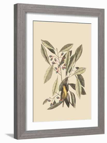 Yellow Titmouse-Mark Catesby-Framed Art Print