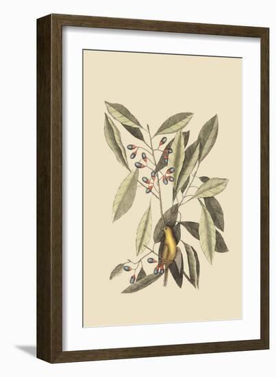 Yellow Titmouse-Mark Catesby-Framed Art Print