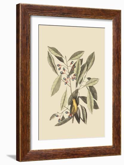 Yellow Titmouse-Mark Catesby-Framed Art Print