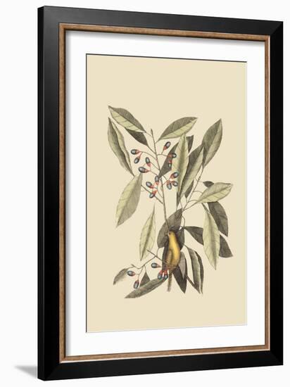 Yellow Titmouse-Mark Catesby-Framed Art Print