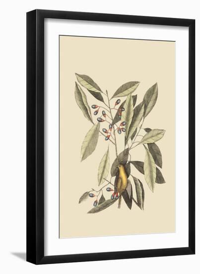 Yellow Titmouse-Mark Catesby-Framed Art Print