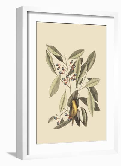 Yellow Titmouse-Mark Catesby-Framed Art Print