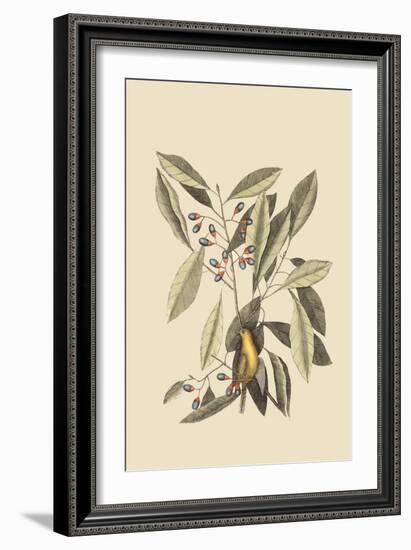 Yellow Titmouse-Mark Catesby-Framed Art Print