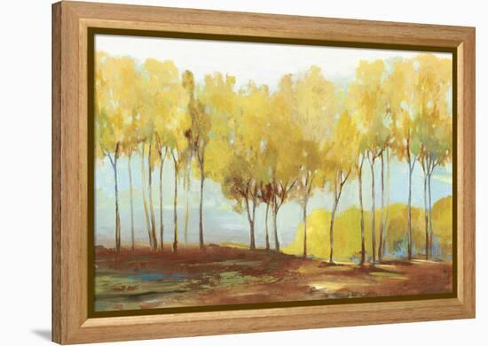 Yellow trees-Allison Pearce-Framed Stretched Canvas