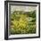 Yellow Trees-Allan P. Friedlander-Framed Art Print