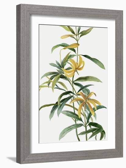 Yellow Tropical Flowers I-Asia Jensen-Framed Art Print