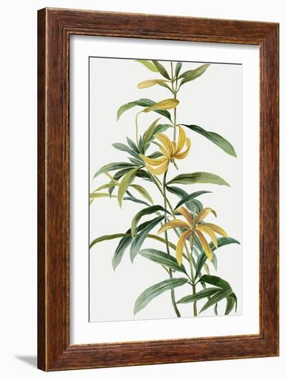 Yellow Tropical Flowers I-Asia Jensen-Framed Art Print