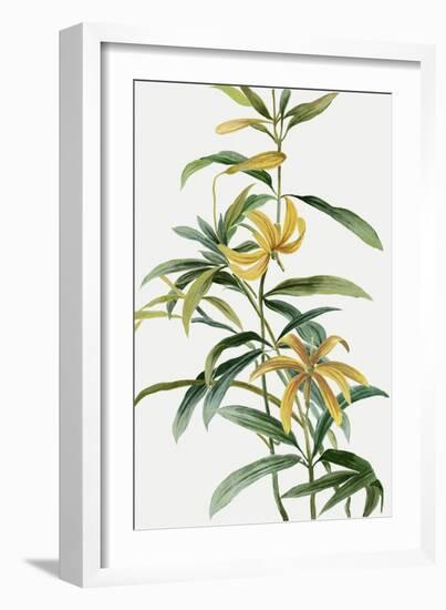 Yellow Tropical Flowers I-Asia Jensen-Framed Art Print