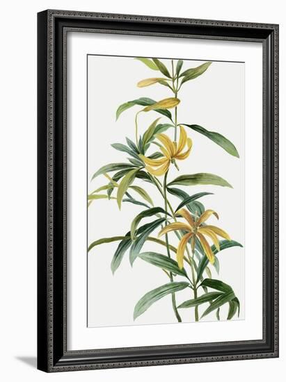 Yellow Tropical Flowers I-Asia Jensen-Framed Art Print