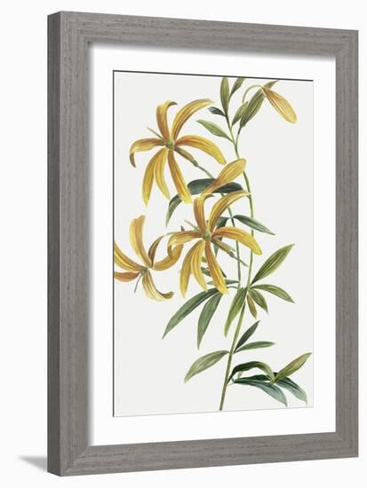 Yellow Tropical Flowers II-Asia Jensen-Framed Art Print