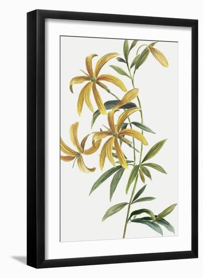 Yellow Tropical Flowers II-Asia Jensen-Framed Art Print