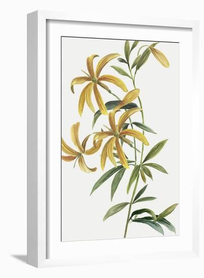 Yellow Tropical Flowers II-Asia Jensen-Framed Art Print