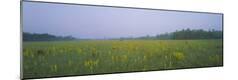 Photographic Print