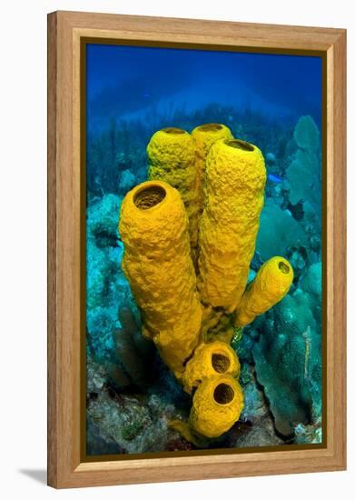 Yellow tube sponge a coral reef, Cayman Islands-Alex Mustard-Framed Premier Image Canvas