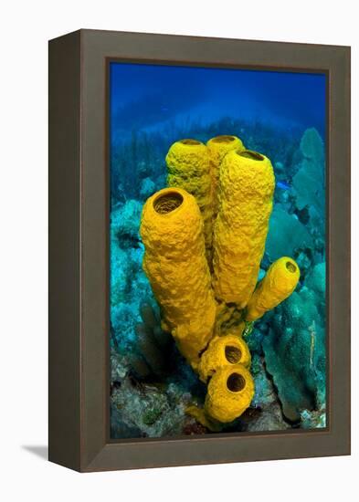 Yellow tube sponge a coral reef, Cayman Islands-Alex Mustard-Framed Premier Image Canvas