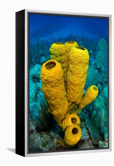 Yellow tube sponge a coral reef, Cayman Islands-Alex Mustard-Framed Premier Image Canvas
