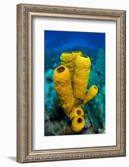 Yellow tube sponge a coral reef, Cayman Islands-Alex Mustard-Framed Photographic Print