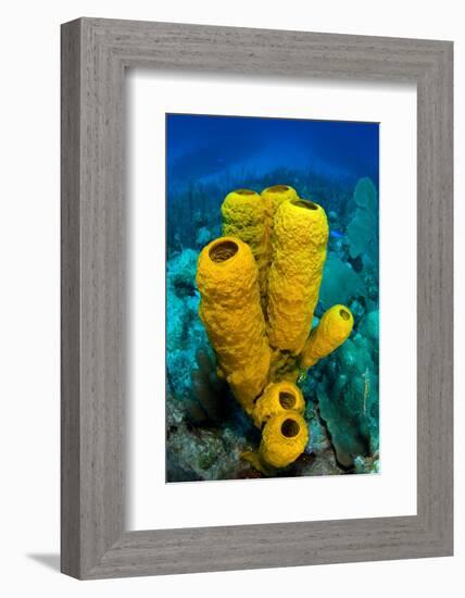 Yellow tube sponge a coral reef, Cayman Islands-Alex Mustard-Framed Photographic Print