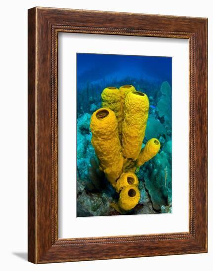 Yellow tube sponge a coral reef, Cayman Islands-Alex Mustard-Framed Photographic Print