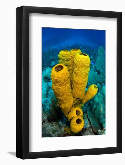 Yellow tube sponge a coral reef, Cayman Islands-Alex Mustard-Framed Photographic Print