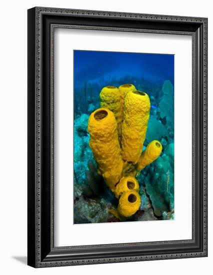 Yellow tube sponge a coral reef, Cayman Islands-Alex Mustard-Framed Photographic Print