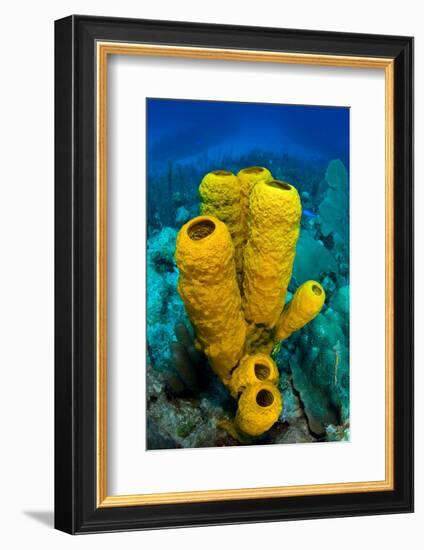 Yellow tube sponge a coral reef, Cayman Islands-Alex Mustard-Framed Photographic Print