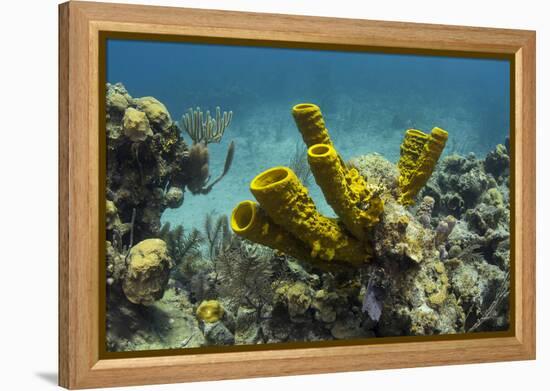 Yellow Tube Sponge, Lighthouse Reef, Atoll, Belize Barrier Reef, Belize-Pete Oxford-Framed Premier Image Canvas