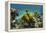 Yellow Tube Sponge, Lighthouse Reef, Atoll, Belize Barrier Reef, Belize-Pete Oxford-Framed Premier Image Canvas