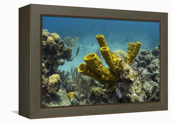 Yellow Tube Sponge, Lighthouse Reef, Atoll, Belize Barrier Reef, Belize-Pete Oxford-Framed Premier Image Canvas