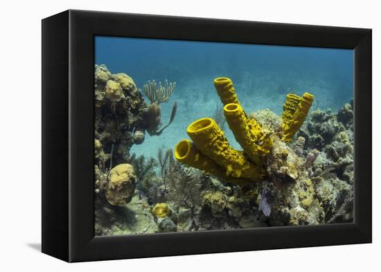 Yellow Tube Sponge, Lighthouse Reef, Atoll, Belize Barrier Reef, Belize-Pete Oxford-Framed Premier Image Canvas