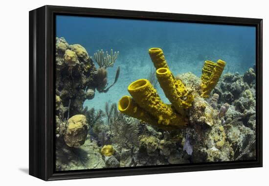 Yellow Tube Sponge, Lighthouse Reef, Atoll, Belize Barrier Reef, Belize-Pete Oxford-Framed Premier Image Canvas