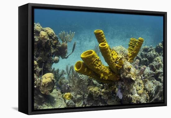 Yellow Tube Sponge, Lighthouse Reef, Atoll, Belize Barrier Reef, Belize-Pete Oxford-Framed Premier Image Canvas