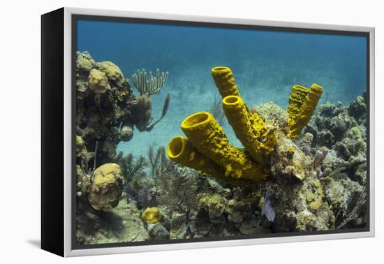 Yellow Tube Sponge, Lighthouse Reef, Atoll, Belize Barrier Reef, Belize-Pete Oxford-Framed Premier Image Canvas