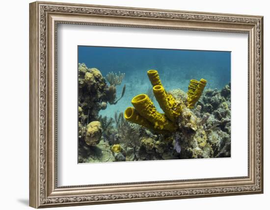 Yellow Tube Sponge, Lighthouse Reef, Atoll, Belize Barrier Reef, Belize-Pete Oxford-Framed Photographic Print