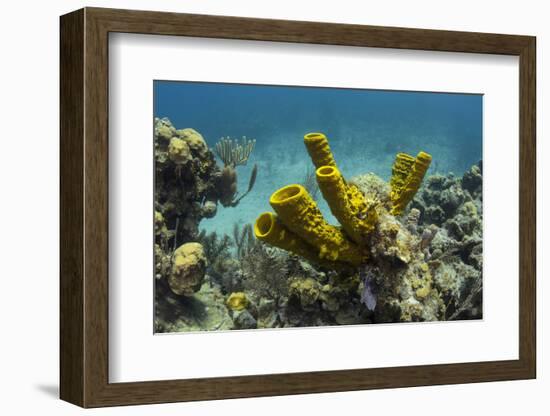 Yellow Tube Sponge, Lighthouse Reef, Atoll, Belize Barrier Reef, Belize-Pete Oxford-Framed Photographic Print