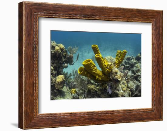 Yellow Tube Sponge, Lighthouse Reef, Atoll, Belize Barrier Reef, Belize-Pete Oxford-Framed Photographic Print