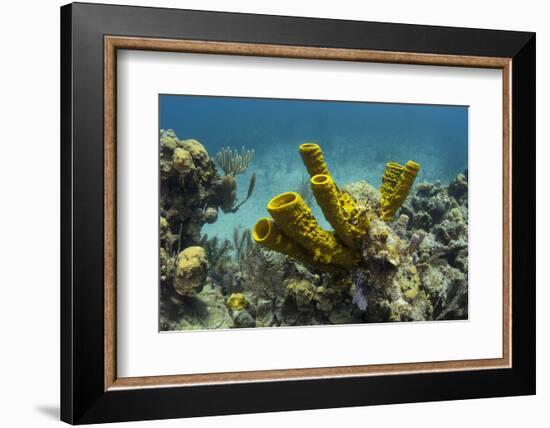 Yellow Tube Sponge, Lighthouse Reef, Atoll, Belize Barrier Reef, Belize-Pete Oxford-Framed Photographic Print