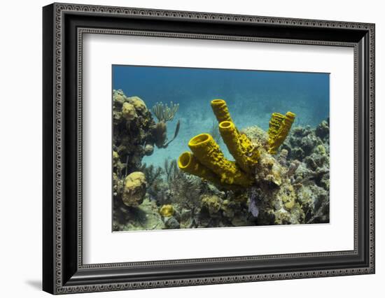 Yellow Tube Sponge, Lighthouse Reef, Atoll, Belize Barrier Reef, Belize-Pete Oxford-Framed Photographic Print