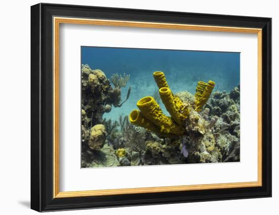 Yellow Tube Sponge, Lighthouse Reef, Atoll, Belize Barrier Reef, Belize-Pete Oxford-Framed Photographic Print