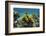 Yellow Tube Sponge, Lighthouse Reef, Atoll, Belize Barrier Reef, Belize-Pete Oxford-Framed Photographic Print