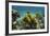 Yellow Tube Sponge, Lighthouse Reef, Atoll, Belize Barrier Reef, Belize-Pete Oxford-Framed Photographic Print