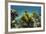 Yellow Tube Sponge, Lighthouse Reef, Atoll, Belize Barrier Reef, Belize-Pete Oxford-Framed Photographic Print