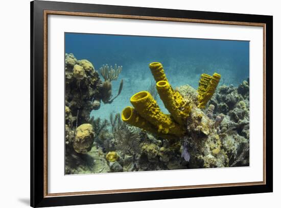 Yellow Tube Sponge, Lighthouse Reef, Atoll, Belize Barrier Reef, Belize-Pete Oxford-Framed Photographic Print