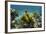 Yellow Tube Sponge, Lighthouse Reef, Atoll, Belize Barrier Reef, Belize-Pete Oxford-Framed Photographic Print